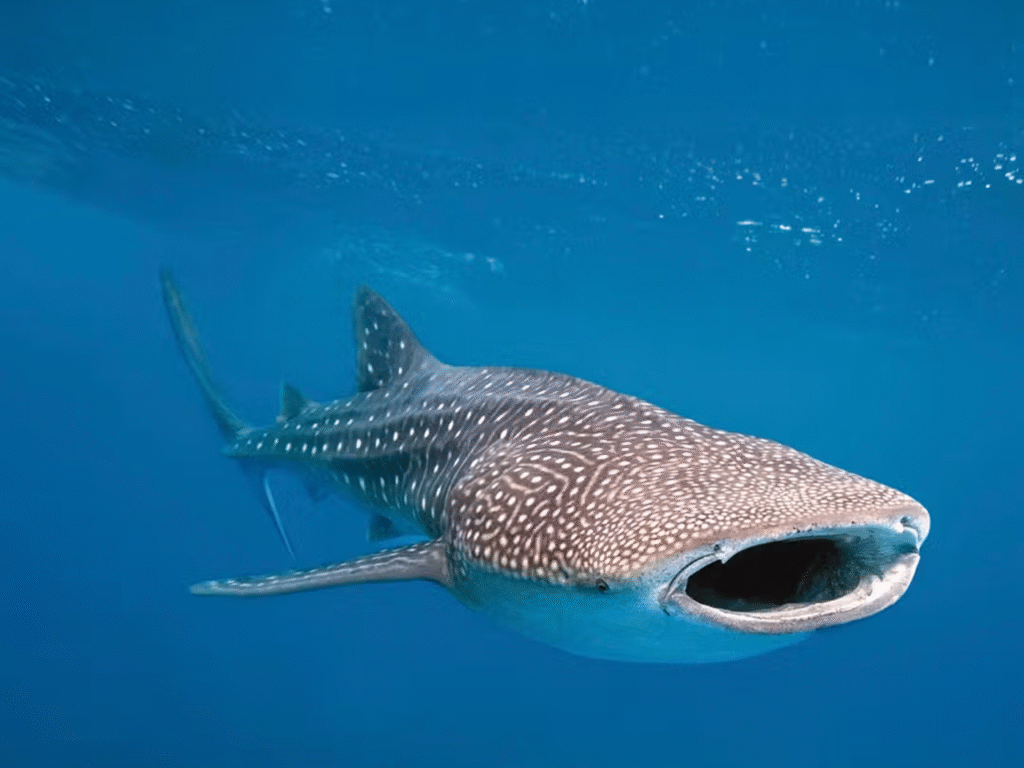 Whale Shark 1