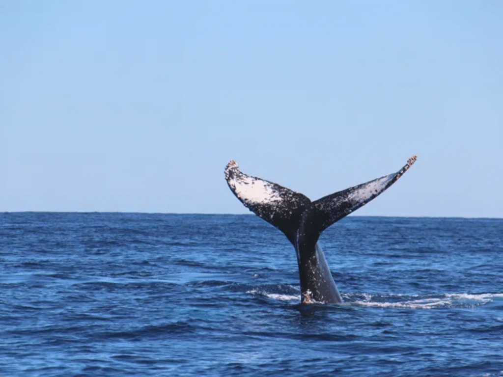 Whale Watching 2